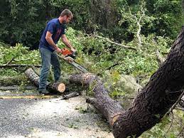 Best Hedge Trimming  in Weatherford, TX
