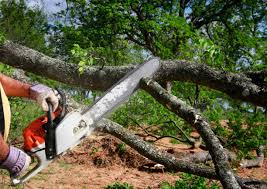 Best Commercial Tree Services  in Weatherford, TX