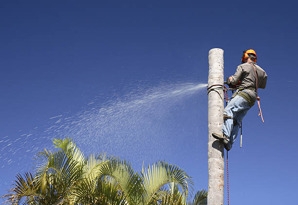 Best Tree Disease Treatment  in Weatherford, TX