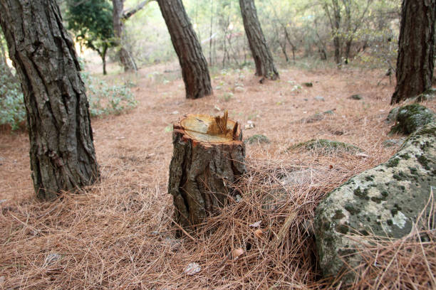 Best Storm Damage Tree Cleanup  in Weatherford, TX