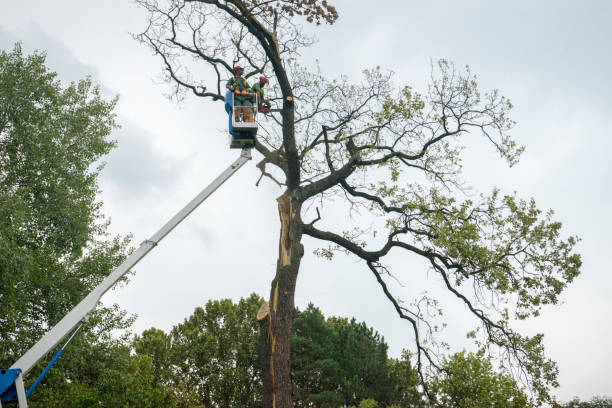 Best Utility Line Clearance  in Weatherford, TX