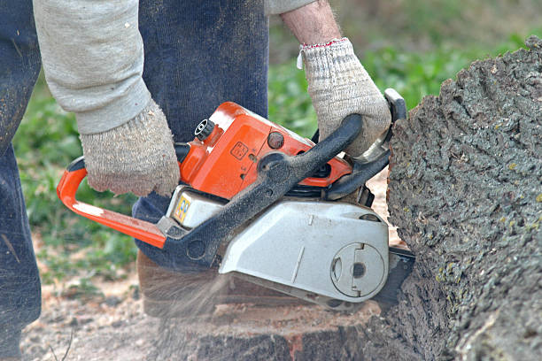 Best Tree Health Inspection  in Weatherford, TX