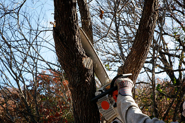 Leaf Removal in Weatherford, TX