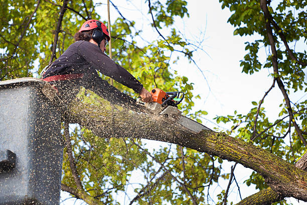 Weatherford, TX Tree Care Company