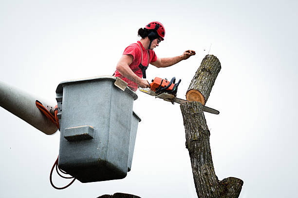 Best Fruit Tree Pruning  in Weatherford, TX