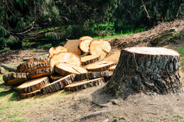 Best Tree Risk Assessment  in Weatherford, TX